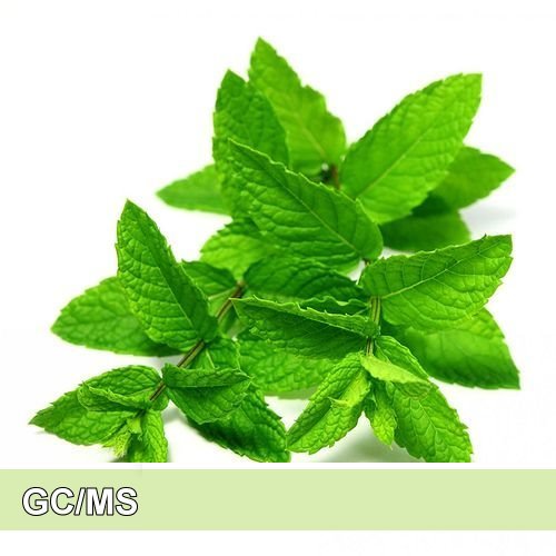 Spearmint-綠薄荷